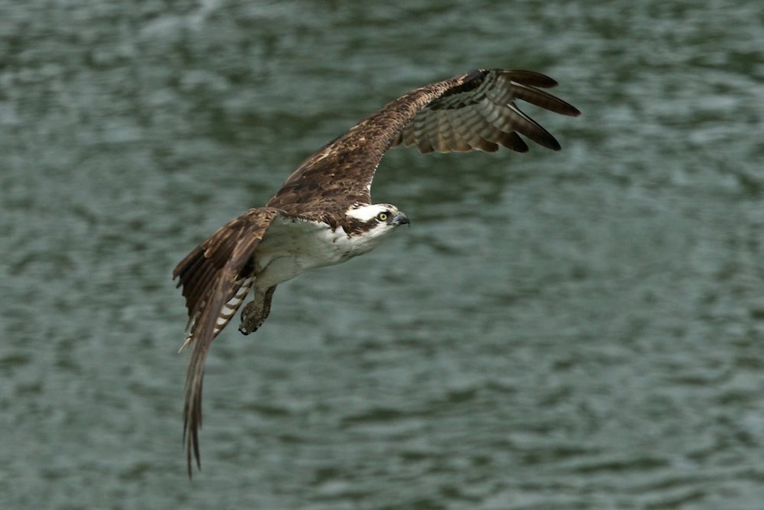 www ospreys org uk